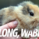 Illustration for article titled The Very Sad Story of How the Cutest Rabbit In the World Was Killed